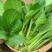 80天油青甜菜心种子抗热耐寒油靓甜菜心菜苔种子高产四季蔬