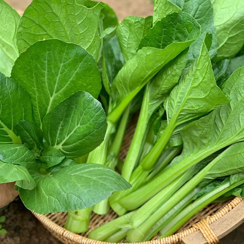80天油青甜菜心种子抗热耐寒油靓甜菜心菜苔种子高产四季蔬
