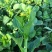 80天油青甜菜心种子抗热耐寒油靓甜菜心菜苔种子高产四季蔬