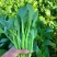 80天油青甜菜心种子抗热耐寒油靓甜菜心菜苔种子高产四季蔬