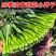 80天油青甜菜心种子抗热耐寒油靓甜菜心菜苔种子高产四季蔬