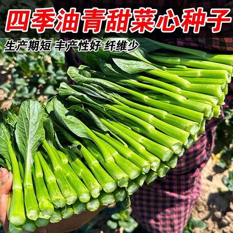 80天油青甜菜心种子抗热耐寒油靓甜菜心菜苔种子高产四季蔬