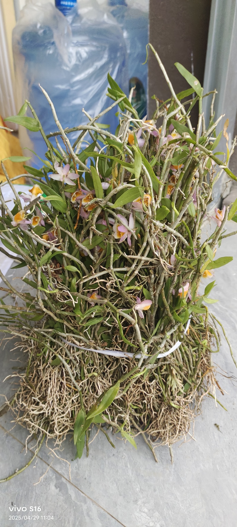 美花石斛