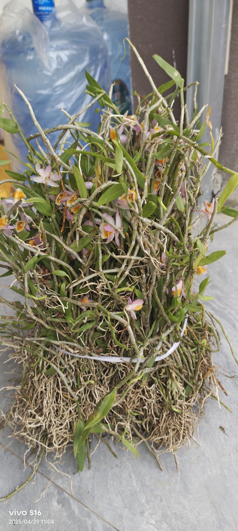 美花石斛