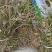 美花石斛
