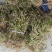 美花石斛