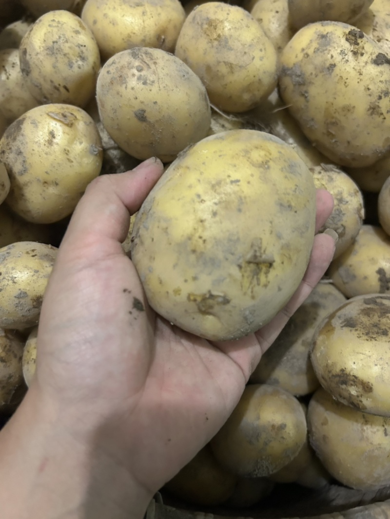 黄皮黄心大土豆自家种植现挖现发货保证土豆的新鲜