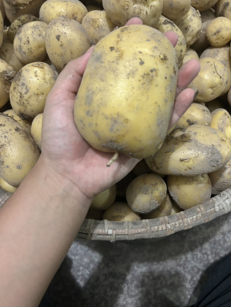 黄皮黄心大土豆自家种植现挖现发货保证土豆的新鲜