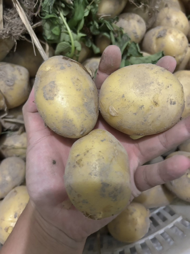 黄皮黄心大土豆自家种植现挖现发货保证土豆的新鲜