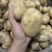 黄皮黄心大土豆自家种植现挖现发货保证土豆的新鲜