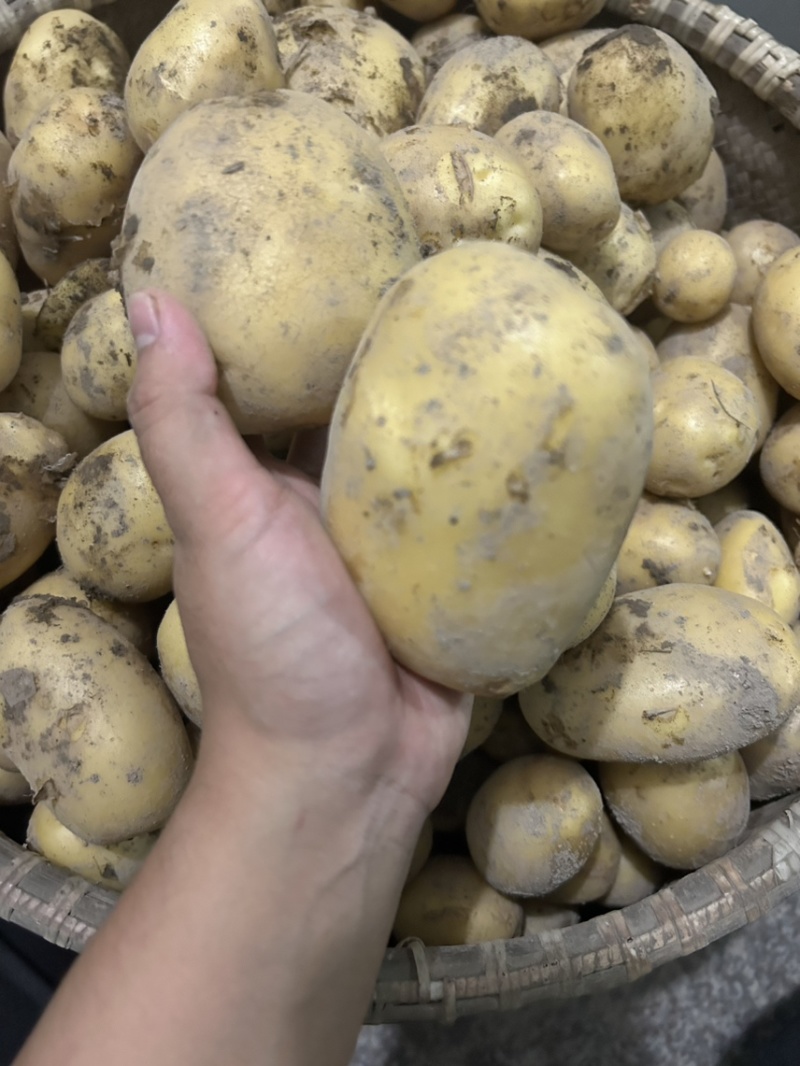 黄皮黄心大土豆自家种植现挖现发货保证土豆的新鲜
