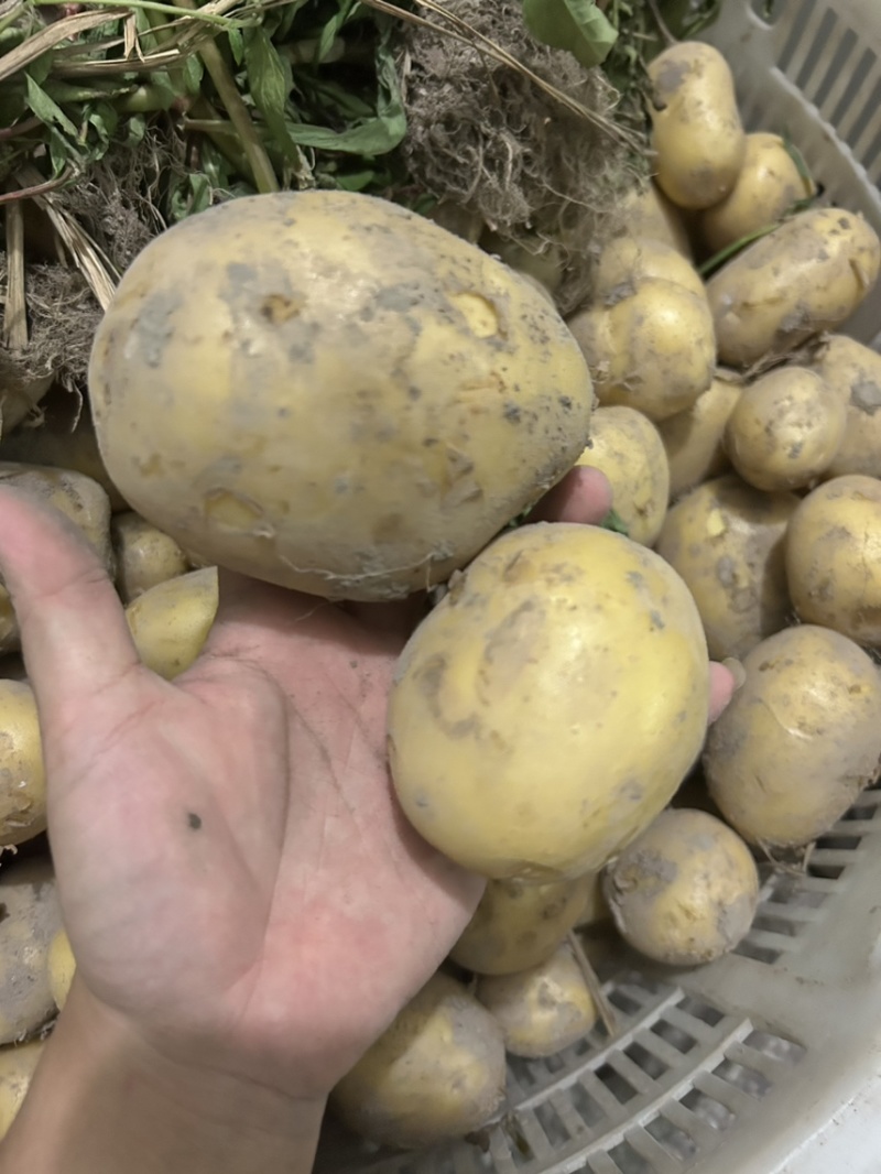 黄皮黄心大土豆自家种植现挖现发货保证土豆的新鲜
