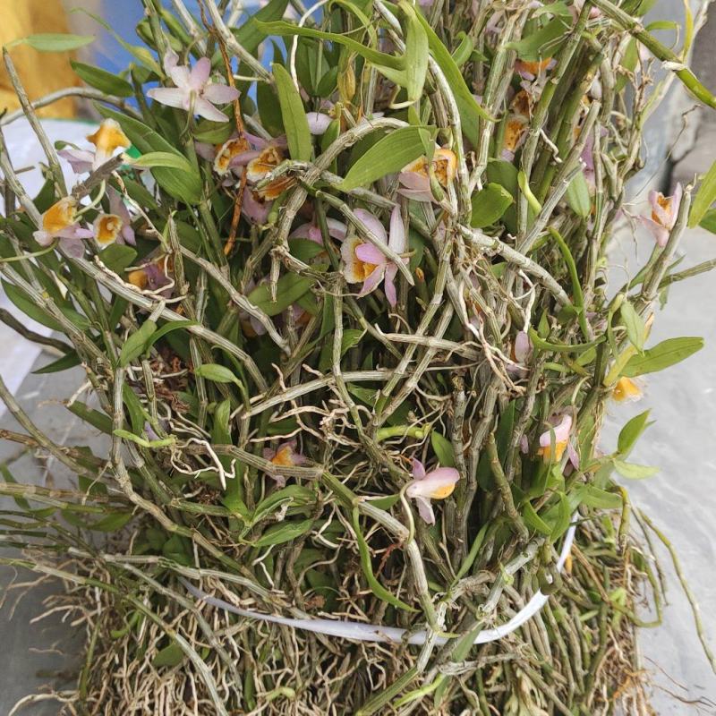 美花石斛