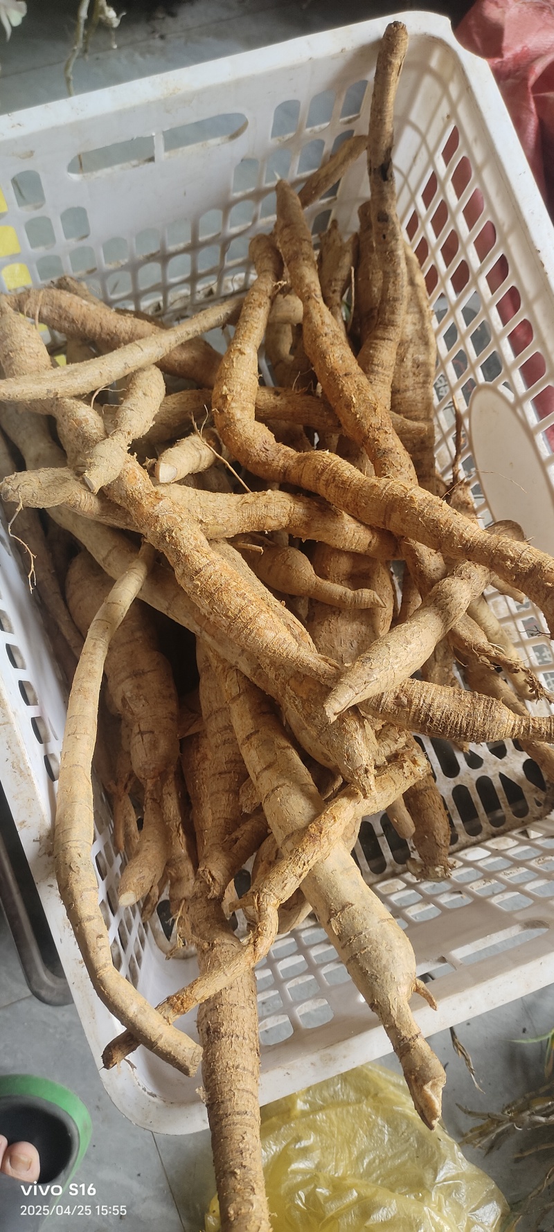 牛大力