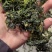 干荠菜25年新货荠菜干支持多规格一件代发
