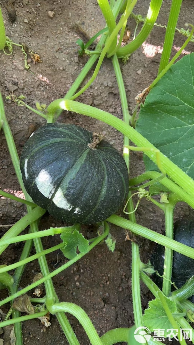 贝贝南瓜(一件代发)