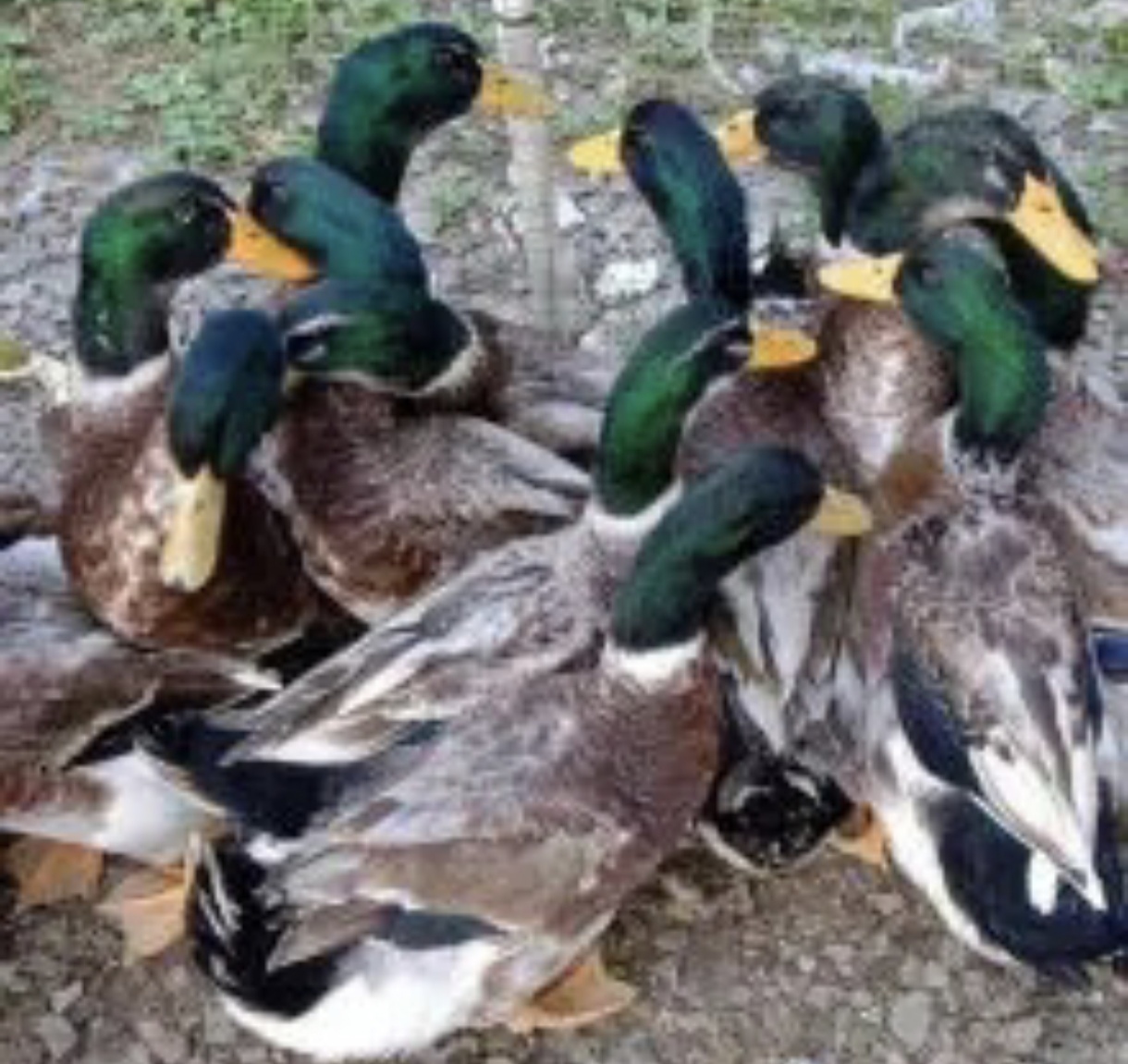 青头鸭批发]青头鸭价格65.00元/个- 一亩田