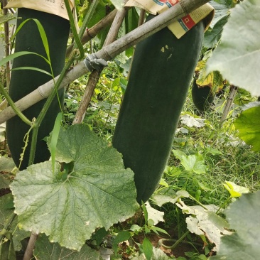 冬瓜河南精品吊冬瓜，现摘现发，万亩基地，价格便宜欢迎咨询