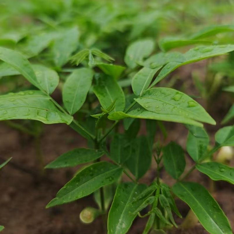 无患子芽苗新鲜现货大量上市可视频看货量大从优