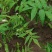 无患子芽苗新鲜现货大量上市可视频看货量大从优