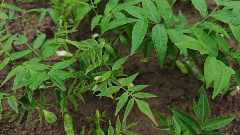 无患子芽苗新鲜现货大量上市可视频看货量大从优