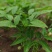 无患子芽苗新鲜现货大量上市可视频看货量大从优