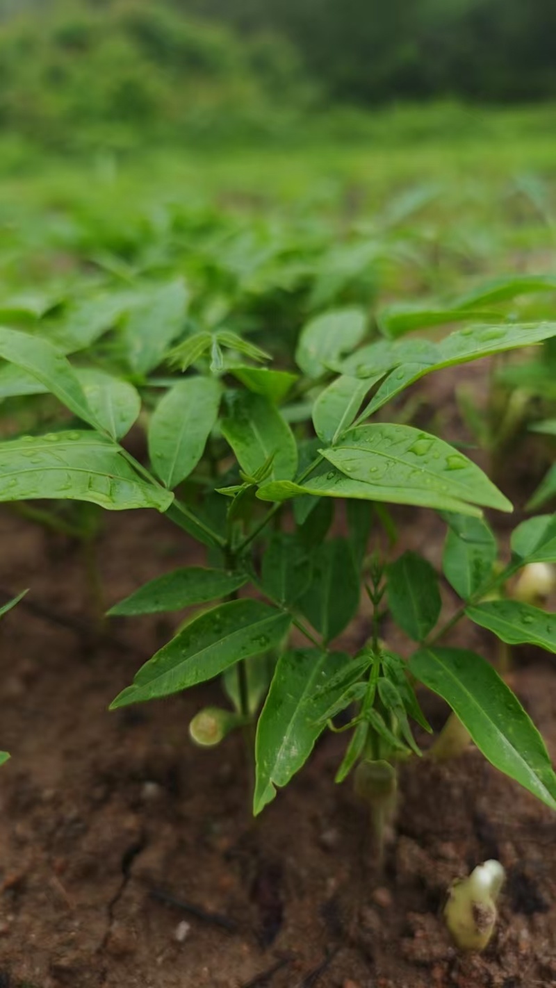 无患子芽苗新鲜现货大量上市可视频看货量大从优