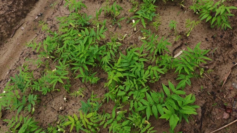无患子芽苗新鲜现货大量上市可视频看货量大从优