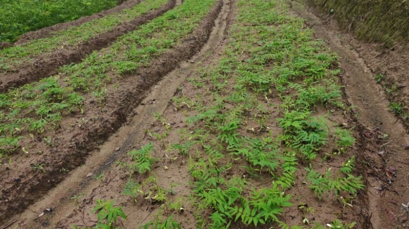 无患子芽苗新鲜现货大量上市可视频看货量大从优