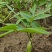无患子芽苗新鲜现货大量上市可视频看货量大从优