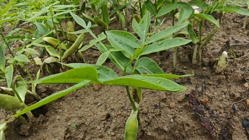 无患子芽苗新鲜现货大量上市可视频看货量大从优