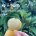 东山白玉枇杷