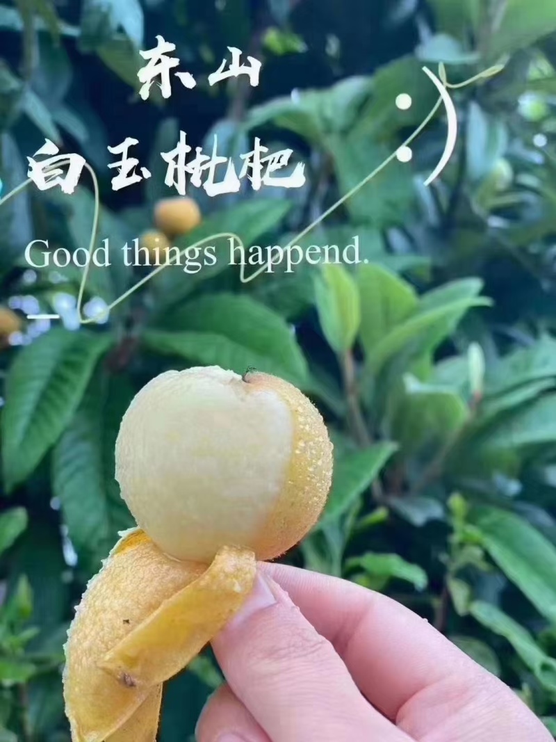 东山白玉枇杷