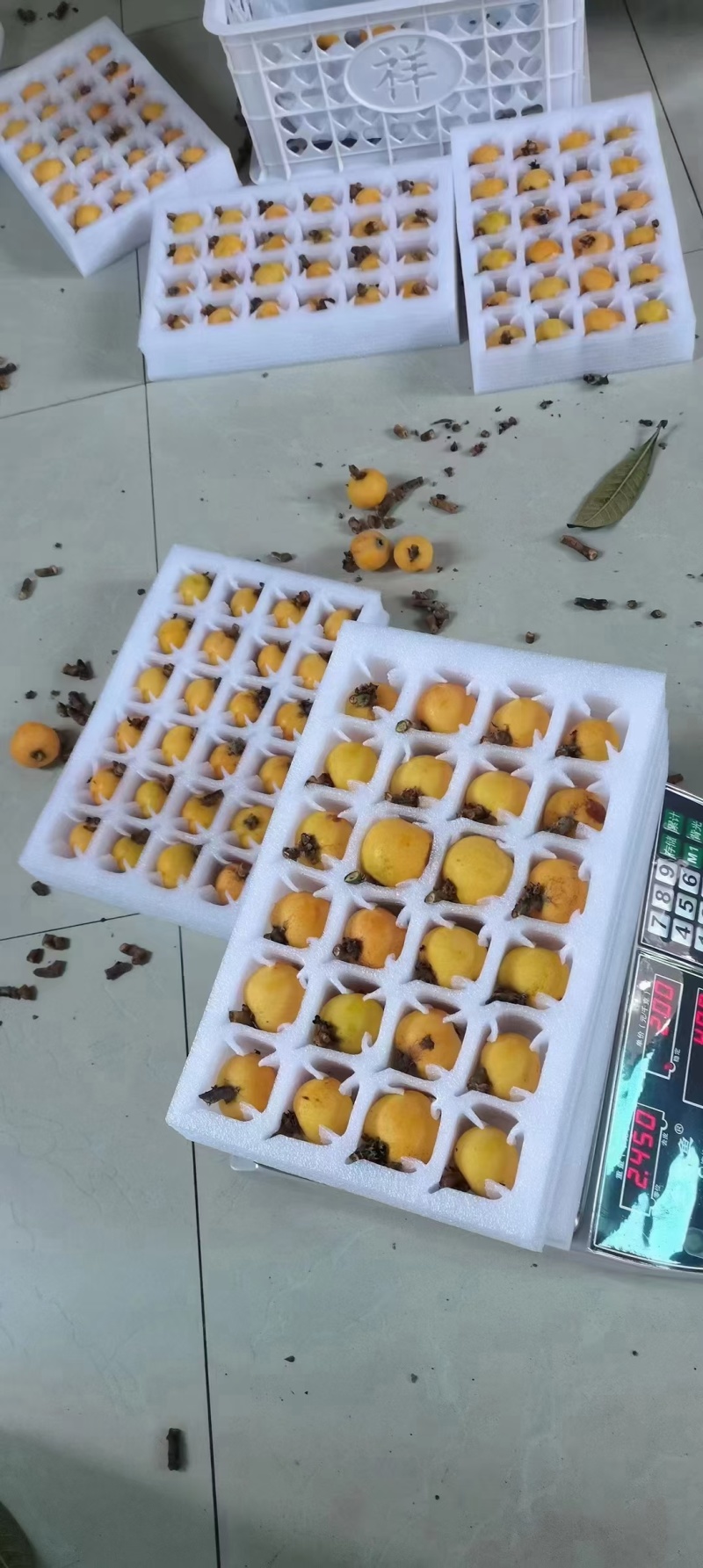 东山白玉枇杷