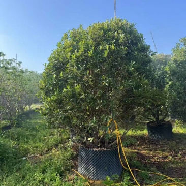 杨梅树2~3米高量大电话联系价格实惠诚信经营