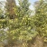 垂榕柱1米~3米高规格齐全大量价格优惠