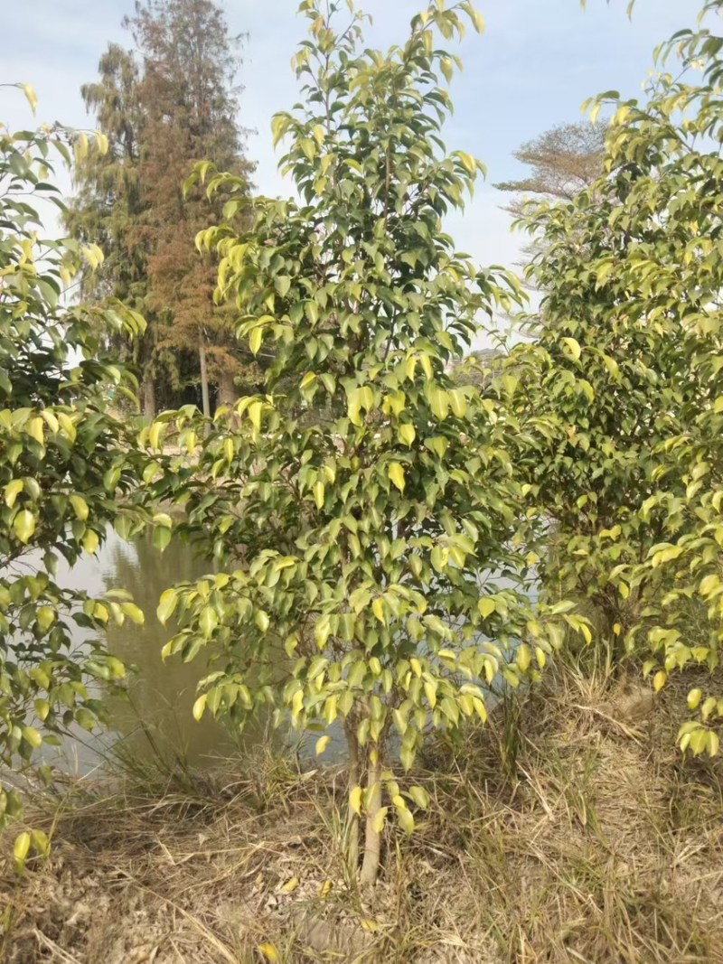 垂榕柱1米～3米高规格齐全大量价格优惠