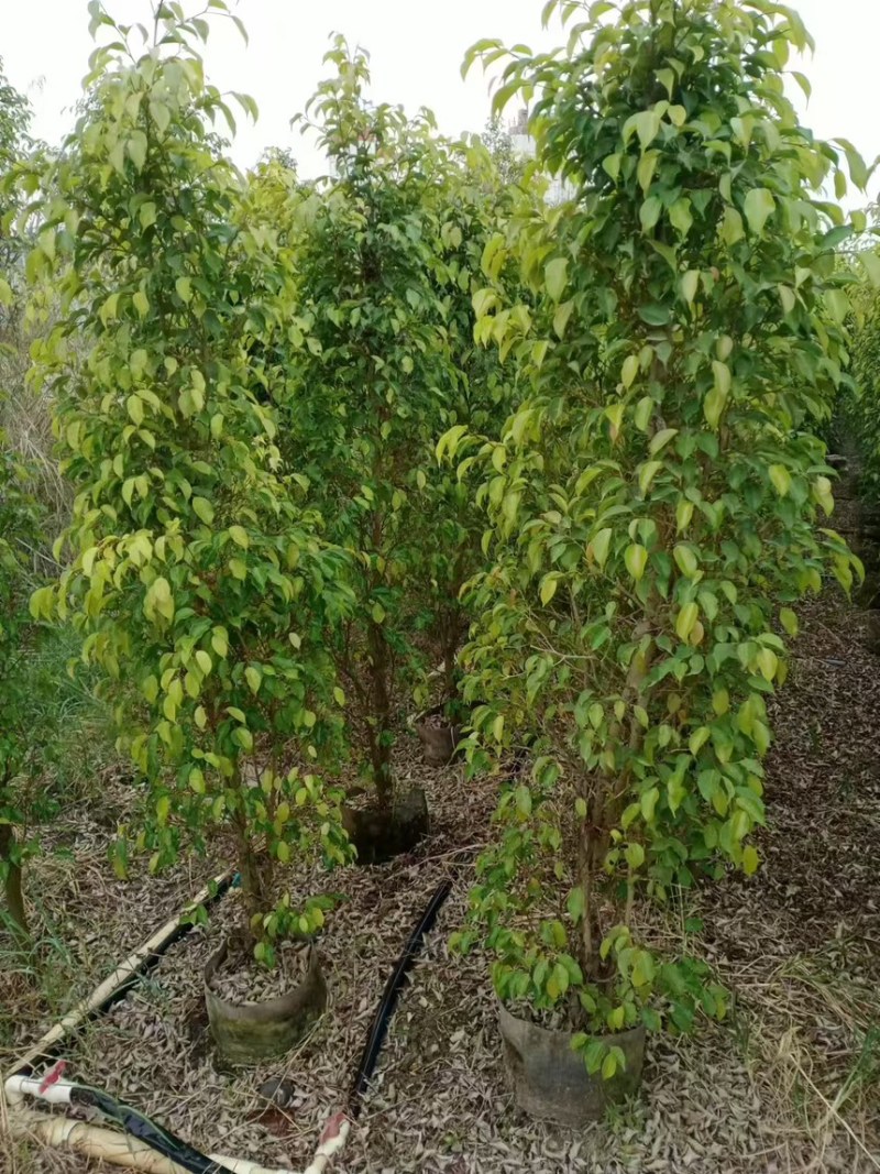 垂榕柱1米～3米高规格齐全大量价格优惠