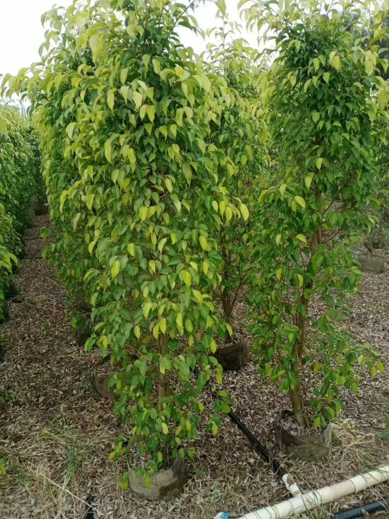 垂榕柱1米～3米高规格齐全大量价格优惠
