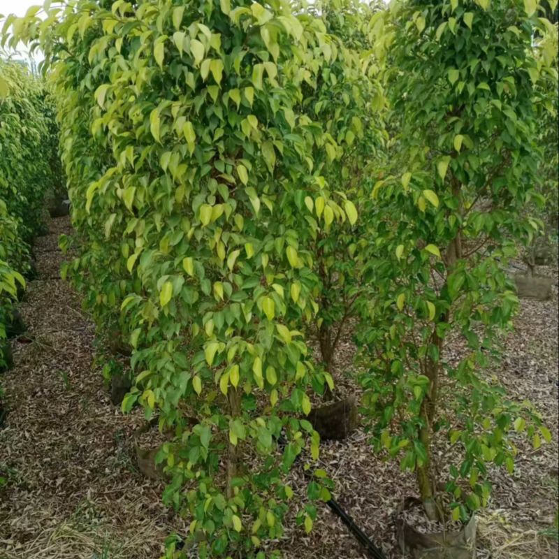 垂榕柱1米～3米高规格齐全大量价格优惠