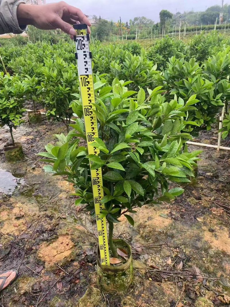 四季茶花30高～2米规格齐全量大