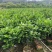 四季茶花30高~2米规格齐全量大