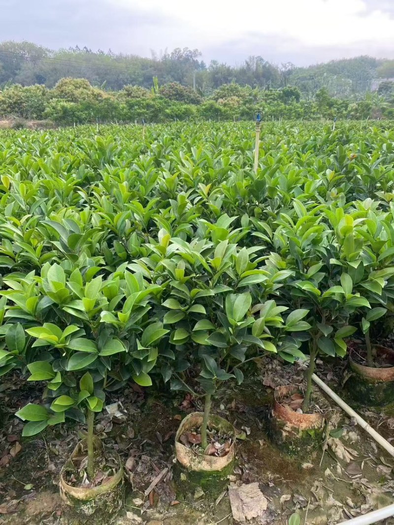 四季茶花30高～2米规格齐全量大