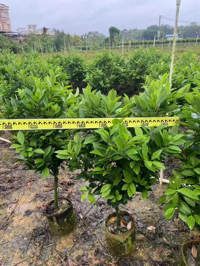 四季茶花30高～2米规格齐全量大