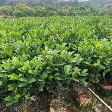 四季茶花30高~2米规格齐全量大