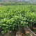 四季茶花30高~2米规格齐全量大