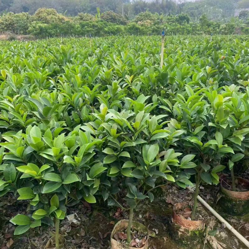 四季茶花30高～2米规格齐全量大