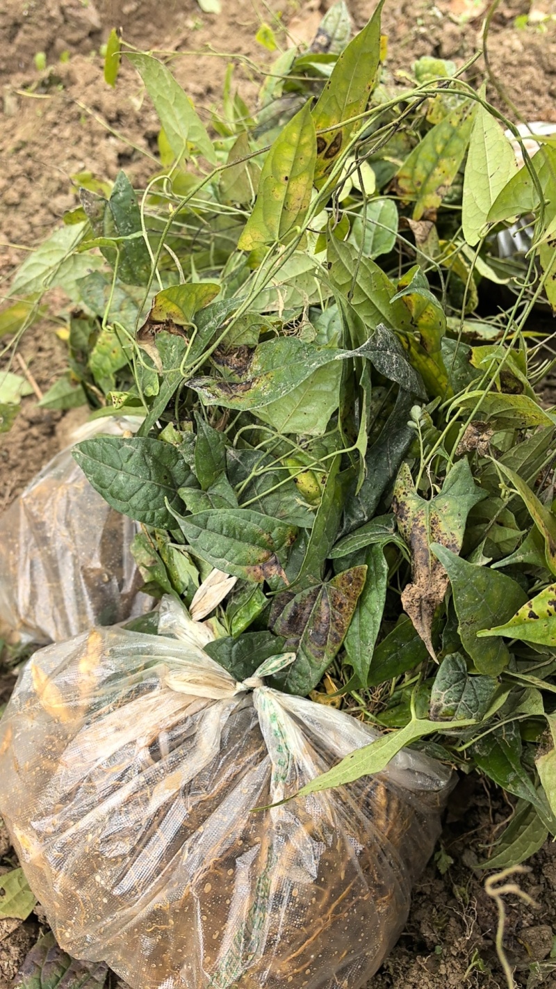 金果榄苗地苦胆苗驯化苗金果榄种籽地苦胆种植苗
