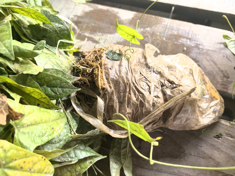 金果榄苗地苦胆苗驯化苗金果榄种籽地苦胆种植苗