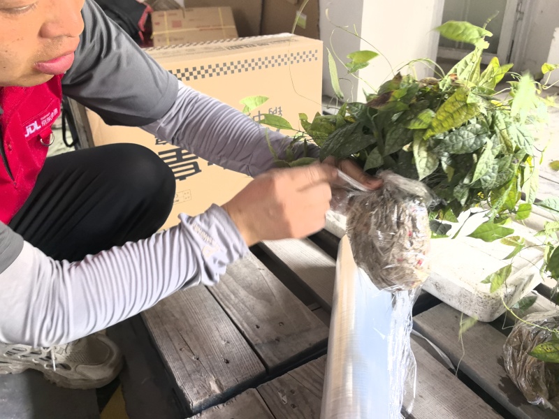 金果榄苗地苦胆苗驯化苗金果榄种籽地苦胆种植苗